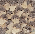 Sour Cola Skulls